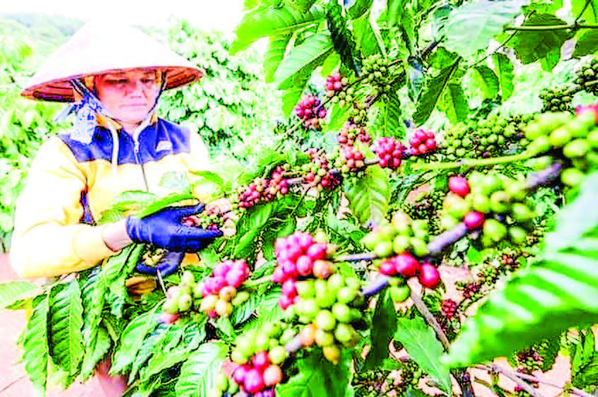 Coffee Plantations Set To Expand By Nearly 28 000 Acres In 2024   Coffee Plantations Set To Expand By Nearly 28 